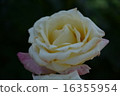 Roses of Suma Rikyu Park 16355954