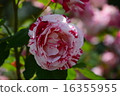 Roses of Suma Rikyu Park 16355955