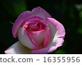 Roses of Suma Rikyu Park 16355956