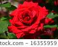 Roses of Suma Rikyu Park 16355959