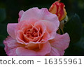 Roses of Suma Rikyu Park 16355961