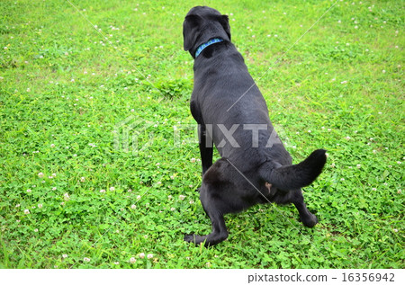 Journal ~! Journal ~! 16356942