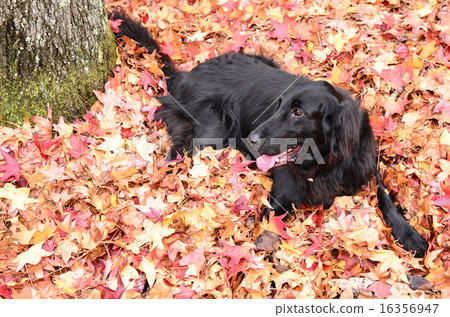 It's autumn♪ 16356947