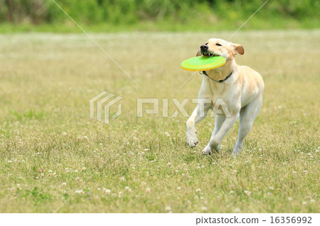 I got it♪ 16356992