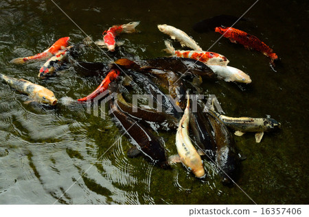 A group of Nishikigoi A group of Nishikigoi 16357406