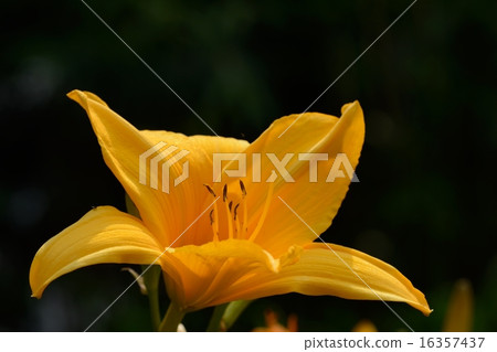 Flower of Toucan elephant Flower of Toucan elephant 16357437