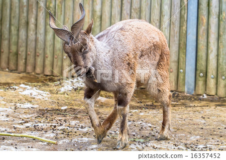 Markhor walking on the ground Markhor walking on the ground 16357452