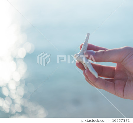 一塊珊瑚。 16357571
