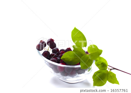 樹堅果June berry 16357761