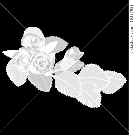 White roses isolated on black 16357981
