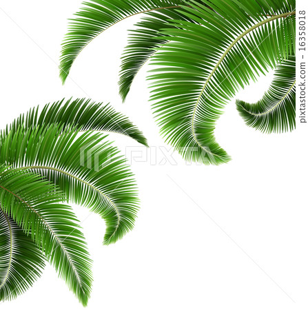 Green palm tree leaves isolated on white Green palm tree leaves isolated on white 16358018