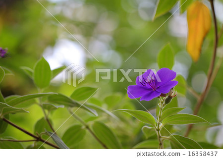 Noobutan和太陽葉子開花 16358437