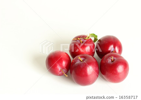 Plum Plum 16358717