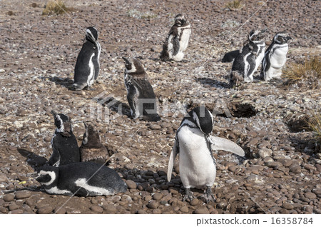 Magellanic Penguins at Punta Tombo, Chubut 16358784