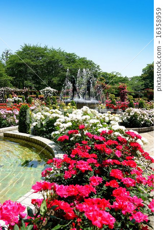 Satomi Park Rose Garden(五月)千葉縣市川市 Satomi Park Rose Garden(五月)千葉縣市川市 16358959