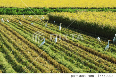 The harvest gathering in Inada 16359008