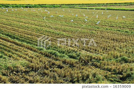 The harvest gathering in Inada 16359009