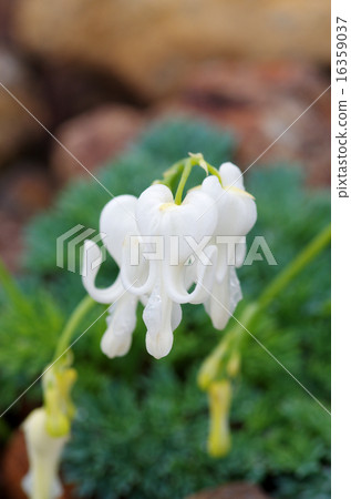 White Counsel 16359037