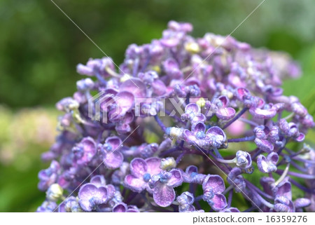 Shizuku和Uzujikai Shizuku和Uzujikai 16359276