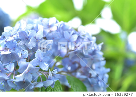 Shizuku和藍色繡球花 16359277