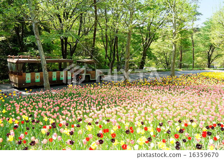 武藏山森林公園（4月）埼玉縣南川鎮 16359670