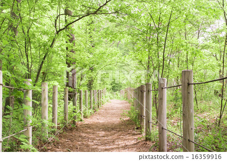 Forest bathing 16359916