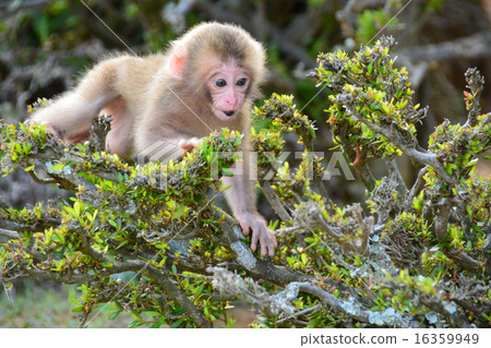 Friends of Monkey Park Friends of Monkey Park 16359949