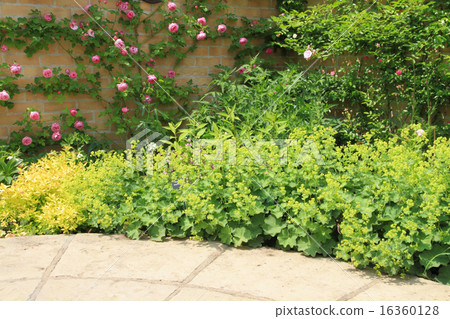  英國花園 16360128