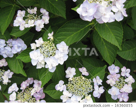 Light pink color forehead hydrangea 16360855
