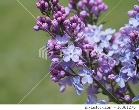 Purple lucky lilac 16361276