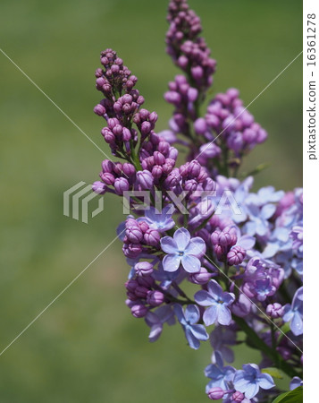 Purple lucky lilac 16361278
