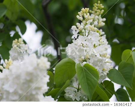 White single-blooming lilac 16361417