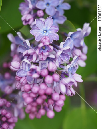 Lucky Lilac of 7 petals Lucky Lilac of 7 petals 16361501