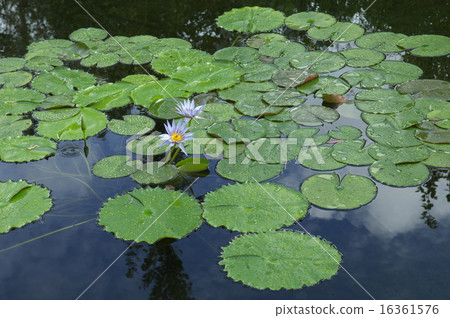 睡蓮 16361576