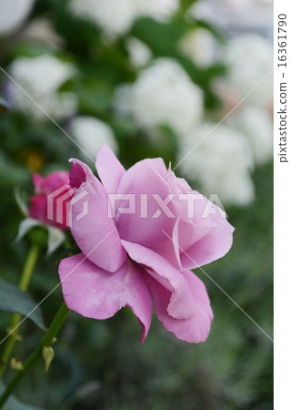 Rose Charles de Gaulle 16361790