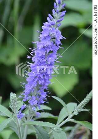 Tranoio Long Foriforia Tranoio Long Foriforia 16361792