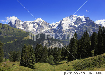 Bernese Oberland Miyama 16361802