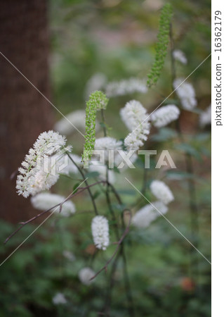 Fruit and flower of a Sarashina shruma Fruit and flower of a Sarashina shruma 16362179