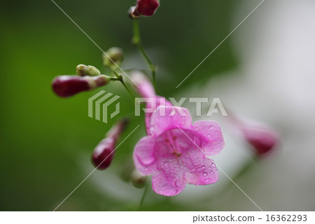 Divergosa · Colorado flowers and rain drops Divergosa · Colorado flowers and rain drops 16362293