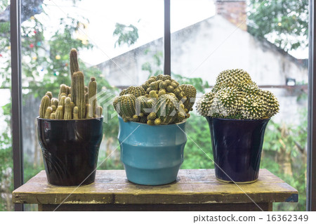 cactuses on wood table in home 16362349