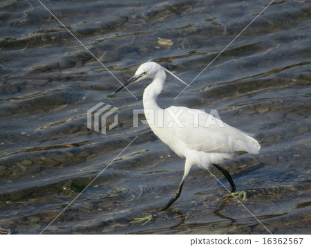小白鷺 16362567