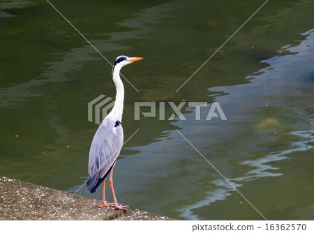 Gray heron 16362570