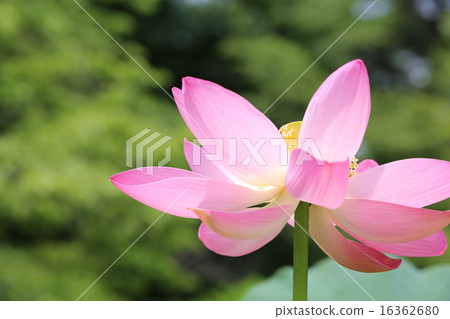Oga蓮花 Oga蓮花 16362680