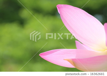 Oga蓮花 16362681