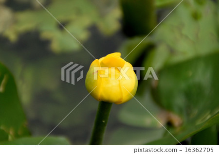 灰色的魚 灰色的魚 16362705