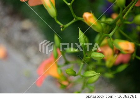 Buds of a novice kazura Buds of a novice kazura 16362761