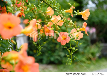 Northern Kazura flowers in early summer Northern Kazura flowers in early summer 16362762