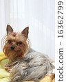 Relaxing dog 16362799