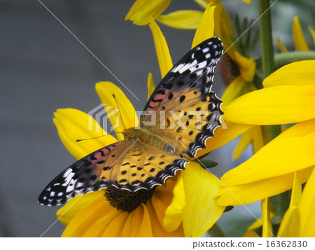 祖瑪朱娜的女性 16362830