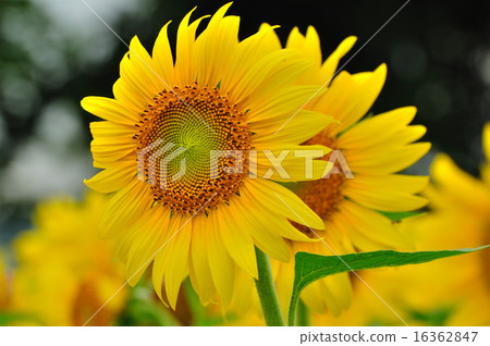 Sunflower (Sunflower) 16362847